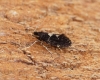 Narycia duplicella  