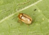 Cryptocephalus fulvus