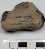 Fossil Crab from London Clay collected 1970 underside 