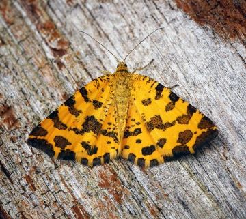 Speckled Yellow. Copyright: Ben Sale