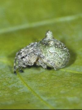 Gibbaranea gibbosa Copyright: Peter Harvey