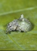 Gibbaranea gibbosa 