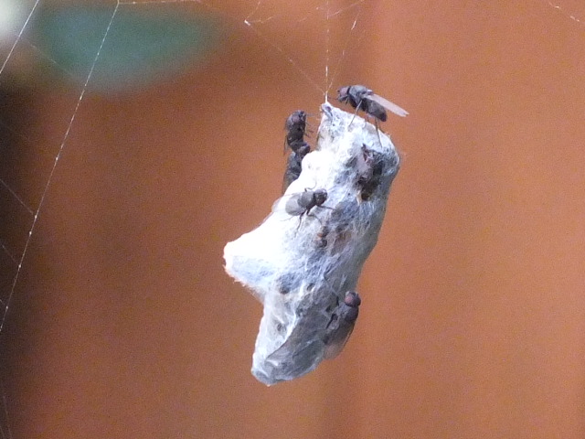 Freeloader Flies Desmometopa on spider prey Copyright: Peter Pearson