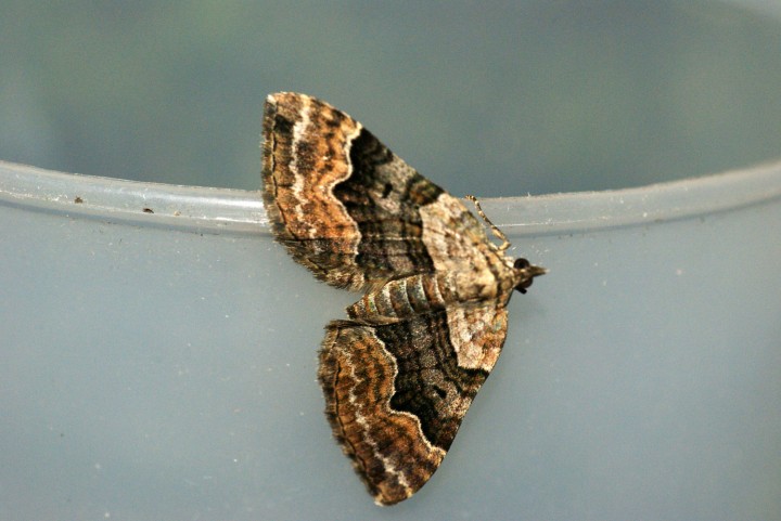 Large Twin-spot Carpet 3 Copyright: Ben Sale