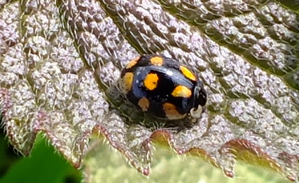 10 Spot Ladybird Copyright: Peter Pearson