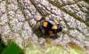 10 Spot Ladybird 