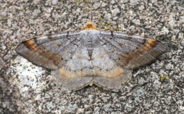 Tawny-barred Angle Copyright: Ben Sale