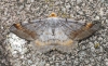 Tawny-barred Angle