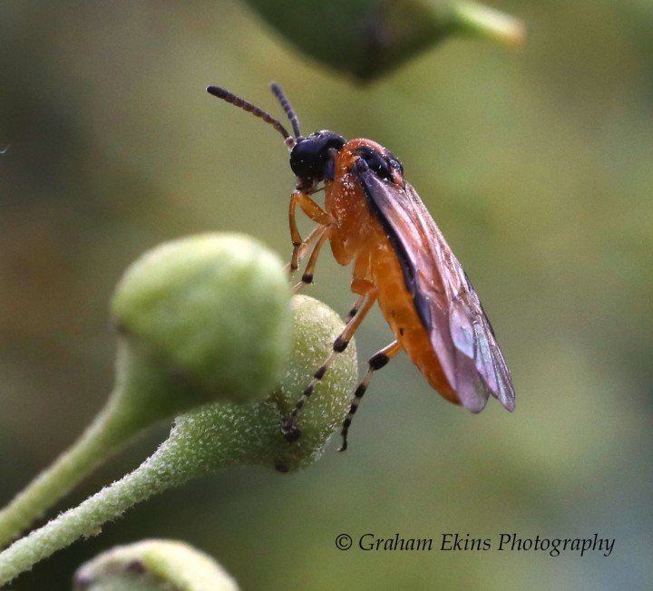 Athalia rosae Copyright: Graham Ekins