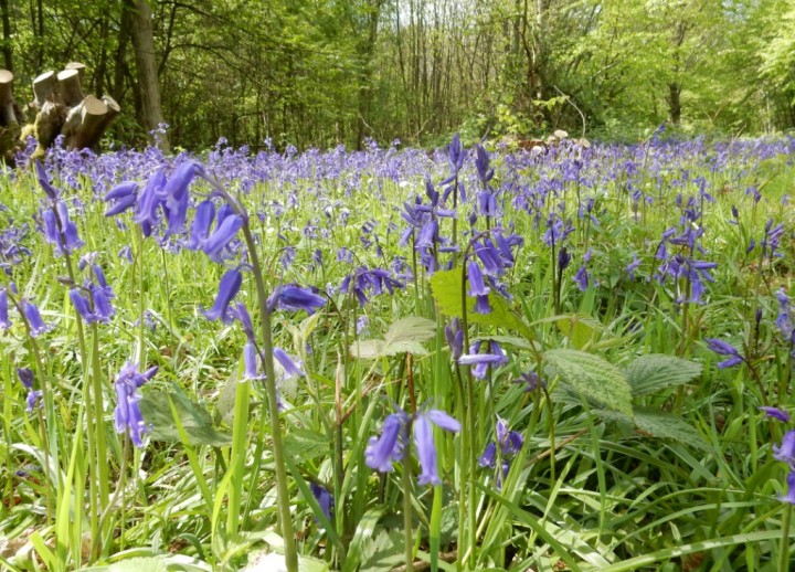 Belfairs Wood Copyright: Roger Payne