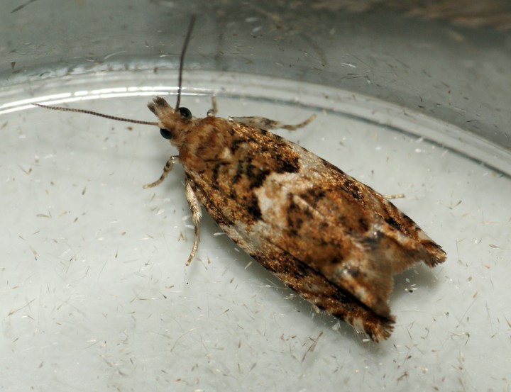 Epinotia abbreviana Copyright: Ben Sale