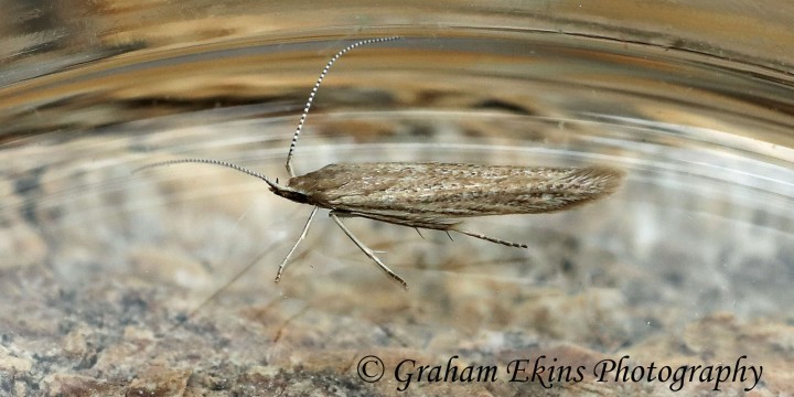 Coleophora saxicolella 2 GD Copyright: Graham Ekins