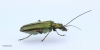 Oedemera nobilis (Swollen-thighed Flower Beetle)