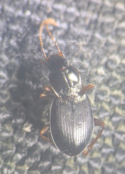 Calathus rotundicollis 2 Copyright: Robert Smith