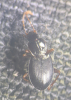 Calathus rotundicollis 2 