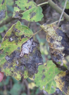 Stigmella assimilella Leafmine. Copyright: Stephen Rolls