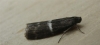 Elegia similella