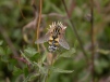 Helophilus trivittatus Copyright: Malcolm Riddler