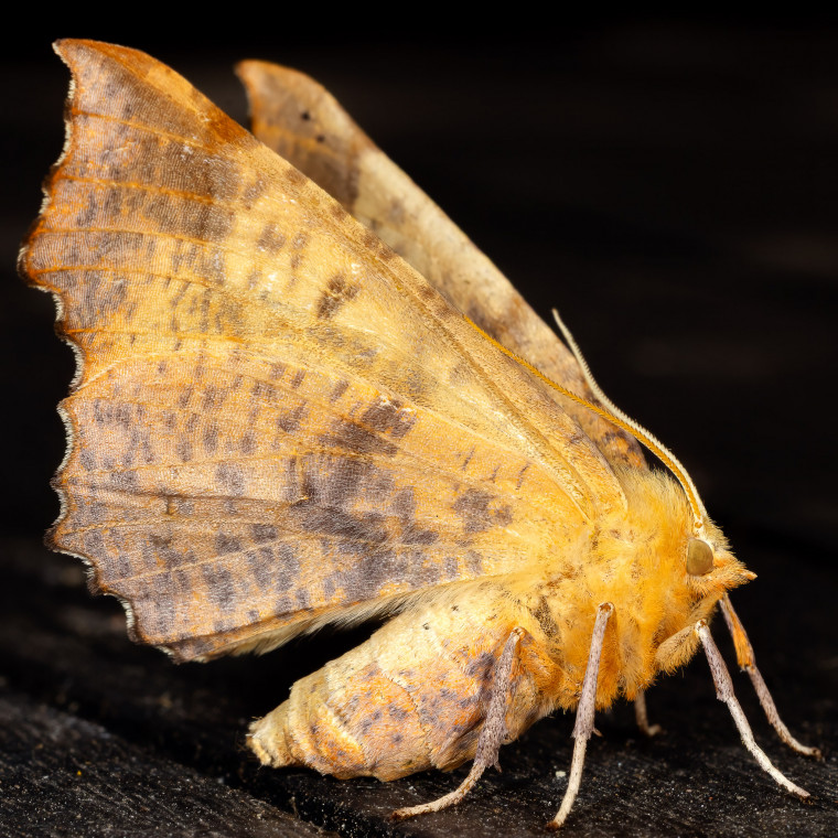Large Thorn 14-08-2025 Copyright: Bill Crooks