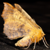 Large Thorn 14-08-2025
