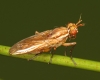 Ilione albiseta 20151009-4921