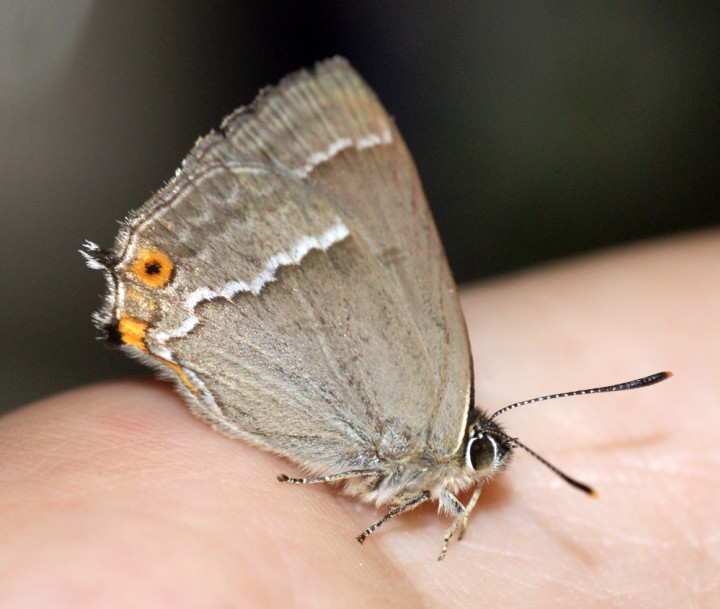 Purple Hairstreak 5 Copyright: Ben Sale