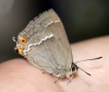 Purple Hairstreak 5 