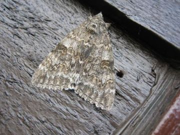 Red Underwing 2 Copyright: Stephen Rolls