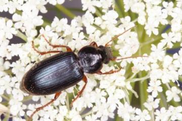 Ophonus ardosiacus Copyright: Peter Harvey