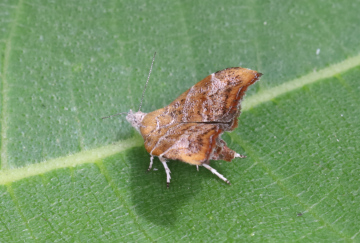 Choreutis nemorana on fig Copyright: Peter Harvey