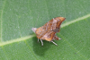 Choreutis nemorana on fig 