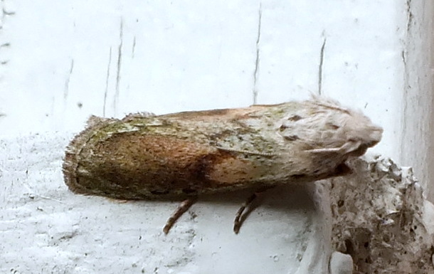 Bee Moth (Aphomia sociella) Copyright: Peter Pearson