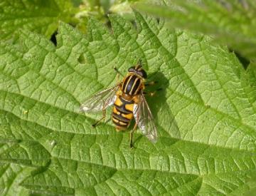 A hoverfly - Helophilus sp Copyright: Malcolm Riddler