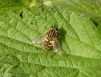 A hoverfly - Helophilus sp 