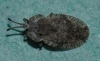 Lacebug 2