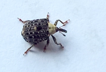 Figwort Weevil - Cionus scrophulariae Copyright: Peter Pearson