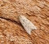 Brachmia inornatella 1 Copyright: Ben Sale