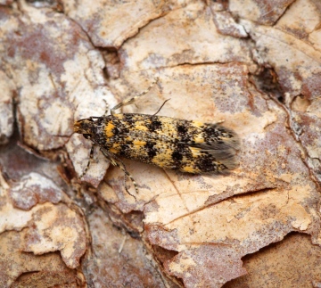 Bryotropha basaltinella Copyright: Ben Sale