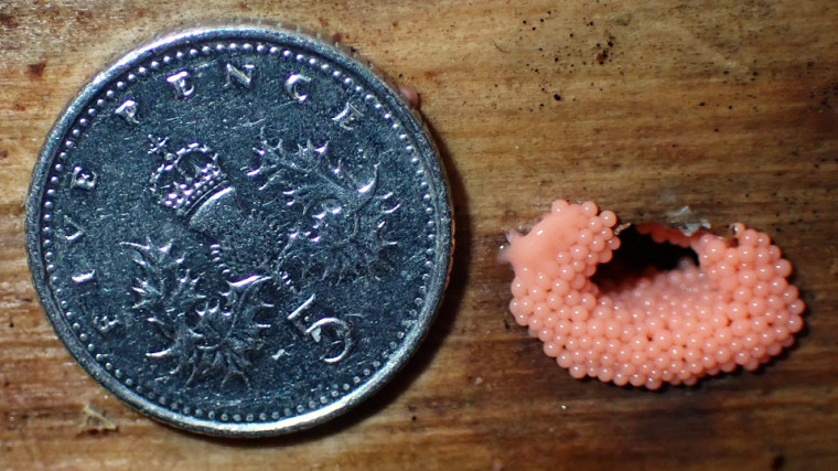 Arcyria ferruginea (size comparison) Copyright: Raymond Small