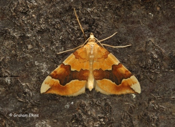 barred Yellow 2 Copyright: Graham Ekins