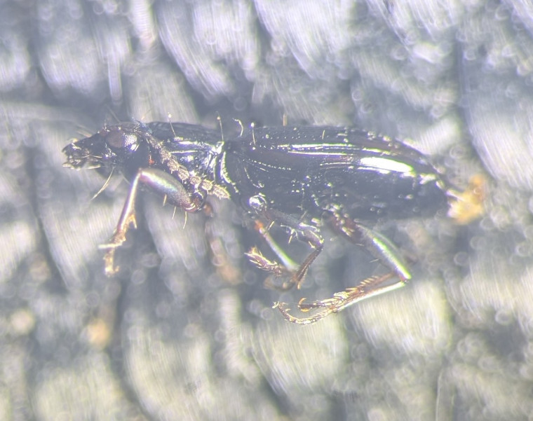 Bembidion normannum side Copyright: Robert Smith
