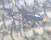 Bembidion normannum side Copyright: Robert Smith