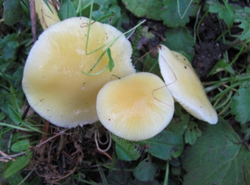 Hygrocybe glutinipes 1 Copyright: Graham Smith