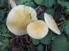 Hygrocybe glutinipes 1 