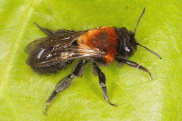 Andrena thoracica Copyright: Peter Harvey