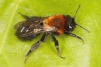 Andrena thoracica 
