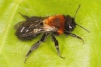 Andrena thoracica