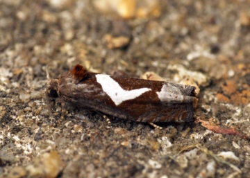 Epiblema foenella 2 Copyright: Ben Sale