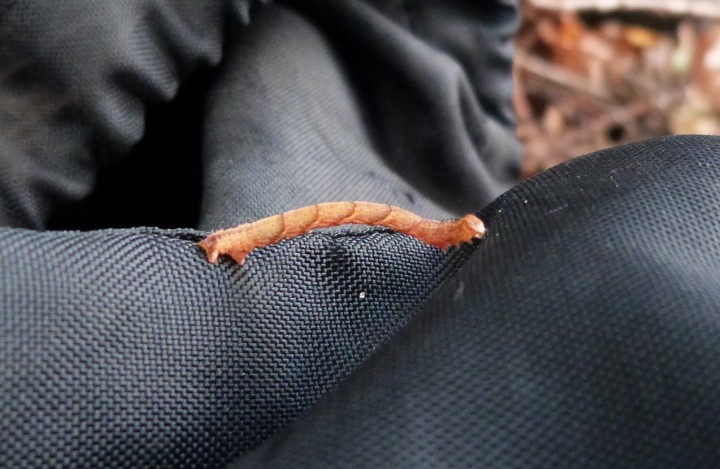 Cyclophora punctaria caterpillar Copyright: Graham Smith