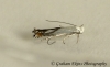 Lyonetia prunifoliella GD